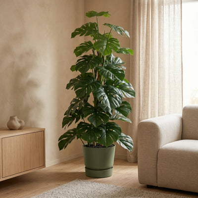 Kunstplant Monstera Monkey Leaf | 125cm