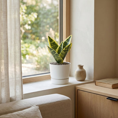 Kunstplant Sansevieria | 21cm