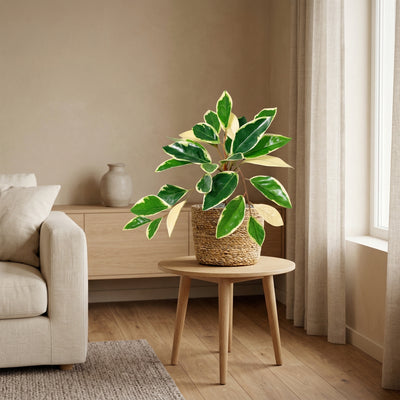 Kunstplant Hoya Variegata | 25cm