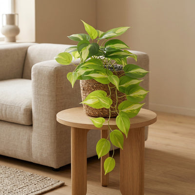 Kunstplant Epipremnum Variegata | 37cm