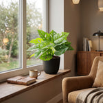 





Artificial Monstera Monkey Leaf Plant 22cm - Afbeelding 4
 thumbnail