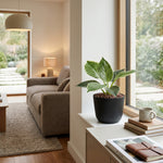 





Kunstpflanze Philodendron Birkin - Afbeelding 4
 thumbnail