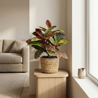 Kunstplant Croton | 40cm