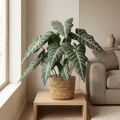 Kunstplant Alocasia Polly | 49cm