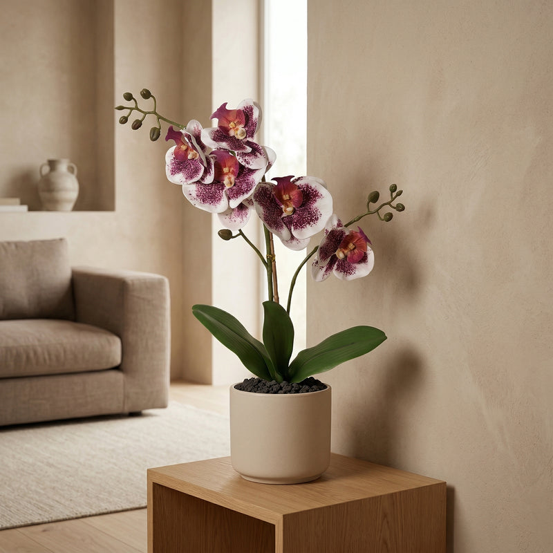 





Kunstpflanze Phalaenopsis Orchidee Violett Weiß - Detail view kunstplant
