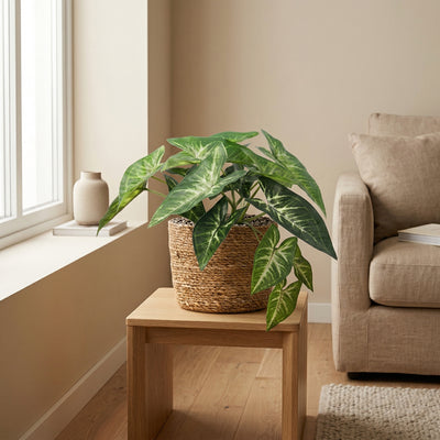 Kunstplant Syngonium | 15cm