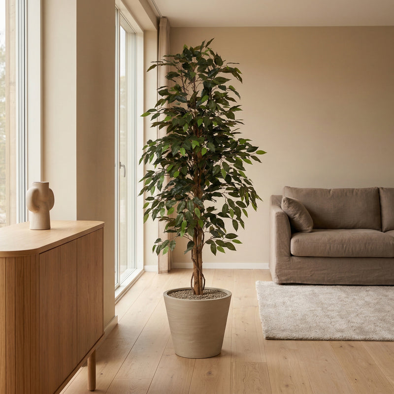 





Konstväxt Ficus Benjamina | 160cm - Afbeelding 4
