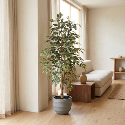 Pianta artificiale Ficus Benjamina Variegata | 160cm