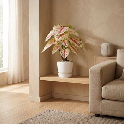 Kunstplant Caladium Wit Roze | 57cm