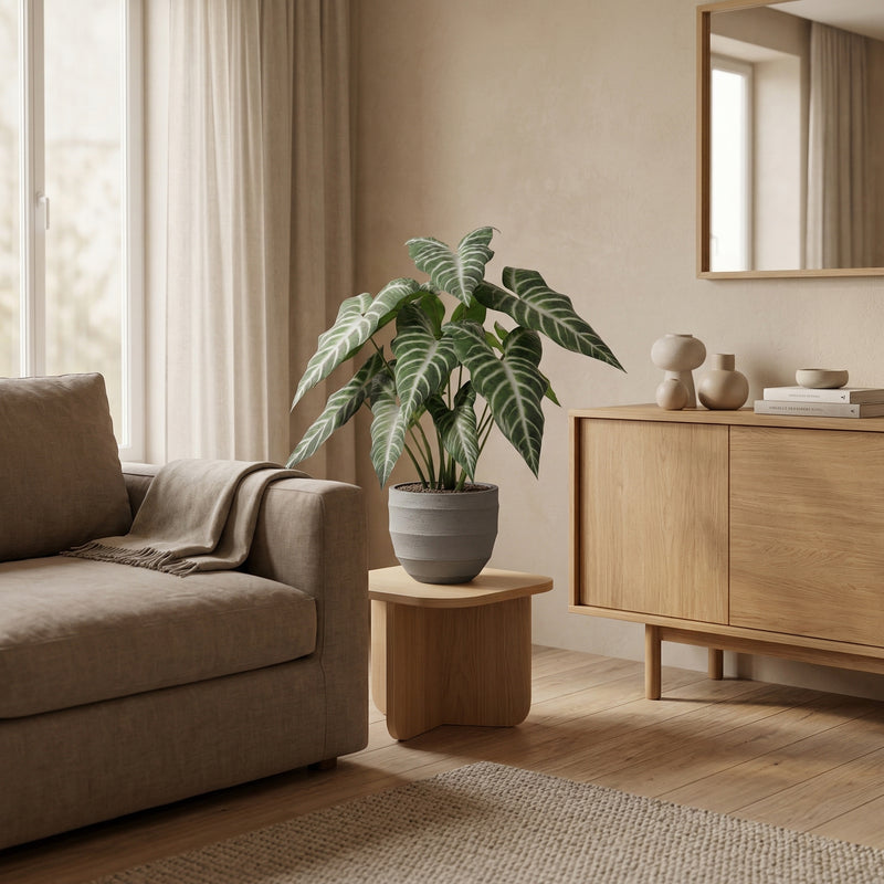 





Umelá rastlina Alocasia Polly | 49cm - Afbeelding 4
