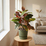 





Umelá rastlina Croton | 40cm - Afbeelding 4
 thumbnail