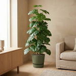 





Sztuczna Roślina Monstera Monkey Leaf 125cm - Afbeelding 4
 thumbnail