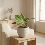 





Kunstpflanze Philodendron Birkin - Afbeelding 5
 thumbnail