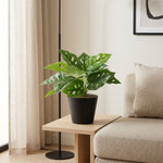 





Artificial Monstera Monkey Leaf Plant 22cm - Afbeelding 5
 thumbnail