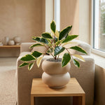 





Kunstpflanze Hoya Variegata | 25cm - Afbeelding 6
 thumbnail