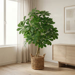 





Kunstpflanze Schefflera Arboricola - Afbeelding 5
 thumbnail