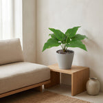 





Kunstpflanze Philodendron Imperial Green - Afbeelding 6
 thumbnail