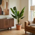 





Kunstpflanze Bananenpflanze | 120cm - Afbeelding 5
 thumbnail