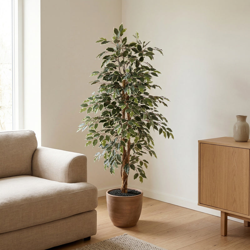 





Sztuczna Roślina Ficus Benjamina Variegata | 160cm - Afbeelding 6
