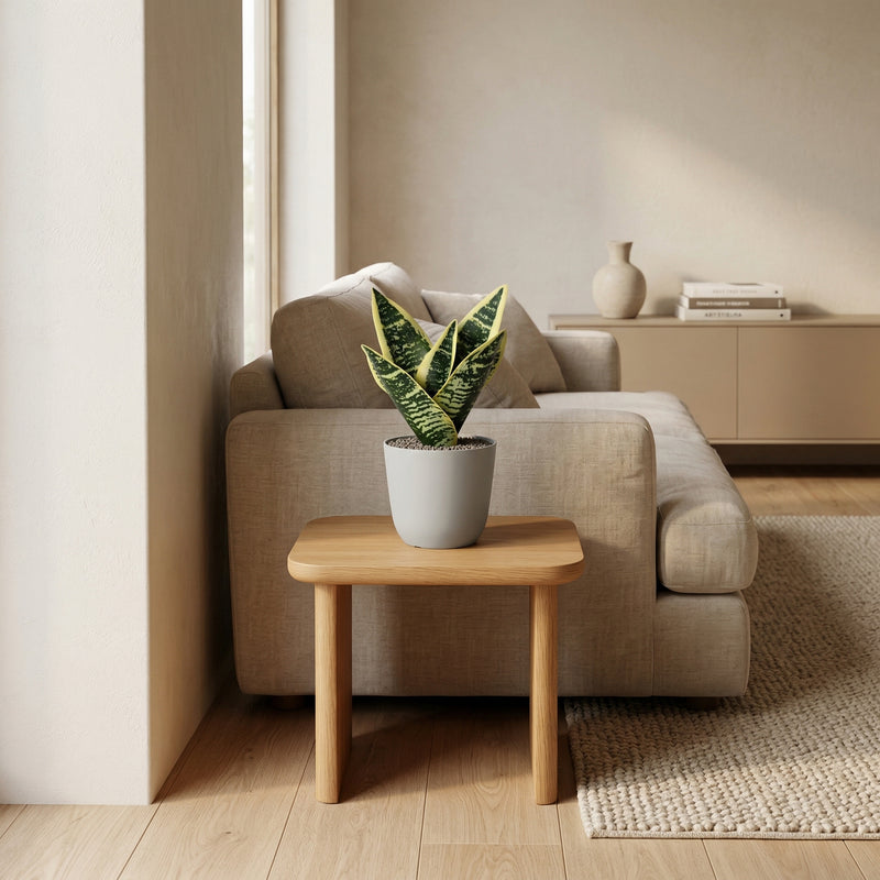 





Sztuczna Roślina Sansewieria - Afbeelding 5
