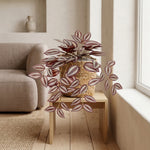 





Sztuczna roślina Tradescantia | 32cm - Lifestyle foto kunstplant in interieur
 thumbnail