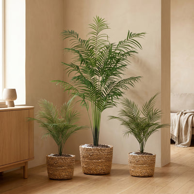Kentia Palm Collectie | Kunstpalmen Pakket