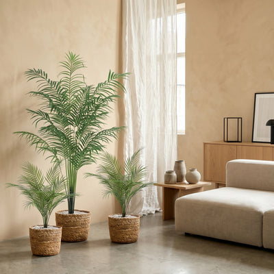 Kentia Palm Collectie | Kunstpalmen Pakket