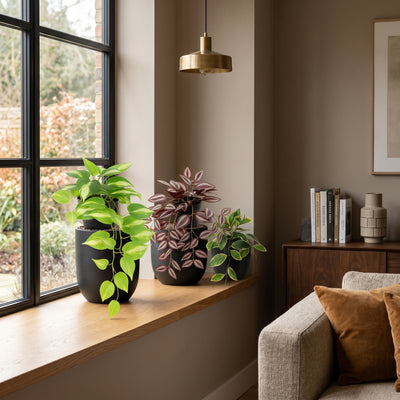 Urban Jungle Hangplanten | Set B