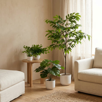 Complete Plantenset met Witte Sierpot