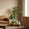 Complete Plantenset met Witte Sierpot