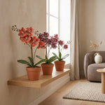 





Orchideen-Strauß | Kunstblumen-Mix - Detail view kunstplant
 thumbnail