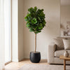 Ficus lyrata tree - 180cm
