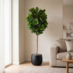 





Kunstplant Ficus Lyrata | 180cm - Detail view kunstplant
 thumbnail