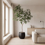 





Pianta artificiale Ficus Alii King | 240cm - Afbeelding 6
 thumbnail