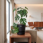 





Kunst Monstera Hangplant | 48cm - Lifestyle foto kunstplant in interieur
 thumbnail