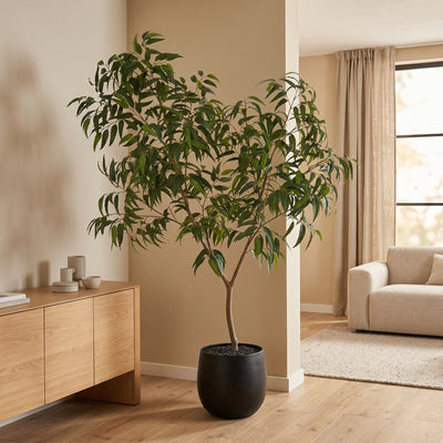 Kunstplant Ficus Alii King | 240cm