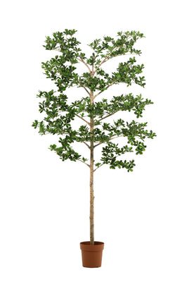 Kunstig plante Bucida | 180cm