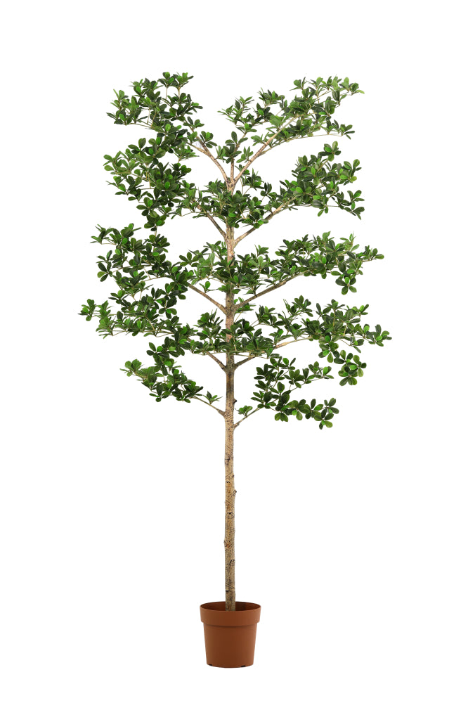 





Umělá rostlina Bucida | 180cm - Premium kunstplant van Florafy
