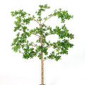 Kunstplant Bucidia | 160cm