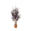 Planta artificial Eucalyptus púrpura | 100cm