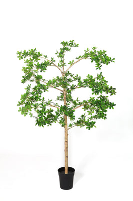 Pianta artificiale Bucida | 160cm
