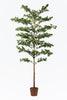 Umělá rostlina Bucida | 220cm
