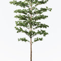 Kunstplant Bucidia | 220cm