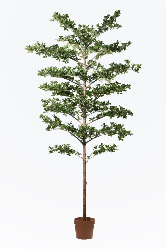 





Umělá rostlina Bucida | 220cm - Premium kunstplant van Florafy
