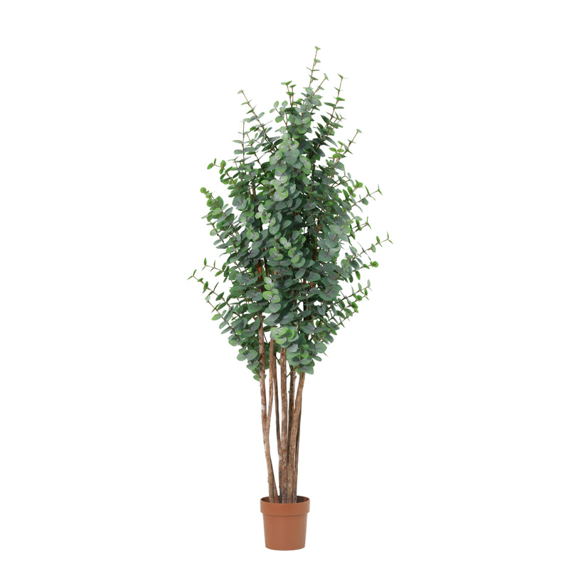 





Künstlicher Eukalyptus Grün | 200cm - Premium kunstplant van Florafy

