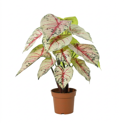Kunstplant Caladium Wit Roze | 57cm