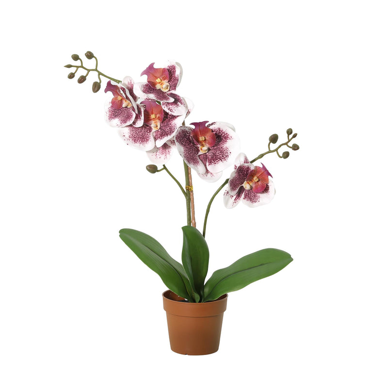 





Kunstpflanze Phalaenopsis Orchidee Violett Weiß - Afbeelding 8
