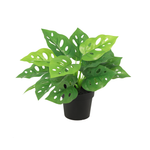 





Artificial Monstera Monkey Leaf Plant 22cm - Afbeelding 8
 thumbnail