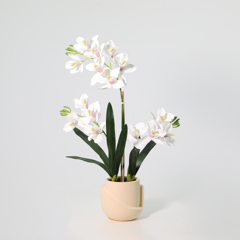 





Orchideen-Duo mit weißem Ziertopf - Afbeelding 5
