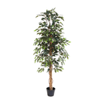 





Konstväxt Ficus Benjamina | 160cm - Afbeelding 6
 thumbnail